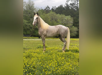 Tennessee walking horse, Caballo castrado, 4 años, 152 cm, Sabino