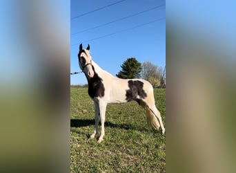 Tennessee walking horse, Caballo castrado, 4 años, 152 cm, Tobiano-todas las-capas