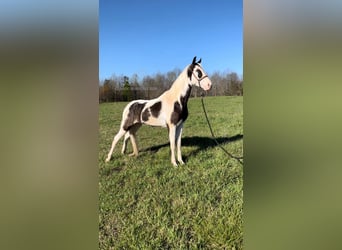 Tennessee walking horse, Caballo castrado, 4 años, 152 cm, Tobiano-todas las-capas