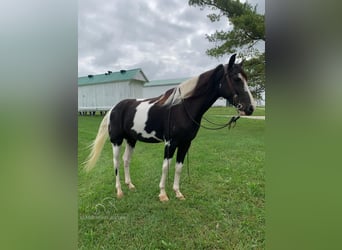 Tennessee walking horse, Caballo castrado, 4 años, 152 cm, Tobiano-todas las-capas