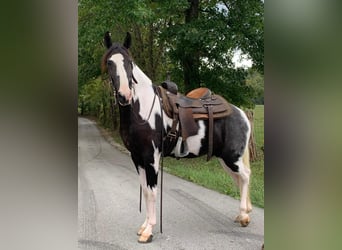 Tennessee walking horse, Caballo castrado, 4 años, 152 cm, Tobiano-todas las-capas