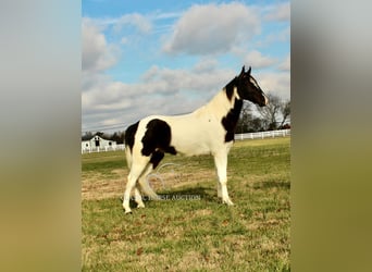 Tennessee walking horse, Caballo castrado, 4 años, 152 cm, Tobiano-todas las-capas