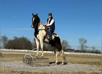 Tennessee walking horse, Caballo castrado, 4 años, 152 cm, Tobiano-todas las-capas