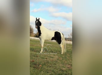 Tennessee walking horse, Caballo castrado, 4 años, 152 cm, Tobiano-todas las-capas