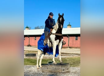 Tennessee walking horse, Caballo castrado, 4 años, 152 cm, Tobiano-todas las-capas