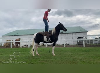 Tennessee walking horse, Caballo castrado, 4 años, 152 cm, Tobiano-todas las-capas