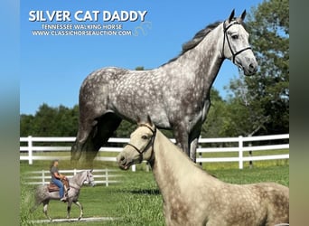 Tennessee walking horse, Caballo castrado, 4 años, 152 cm, Tordo