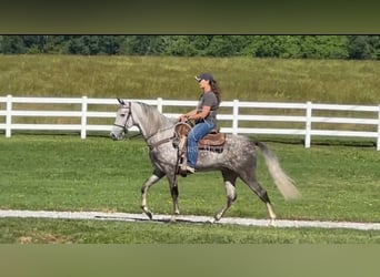 Tennessee walking horse, Caballo castrado, 4 años, 152 cm, Tordo