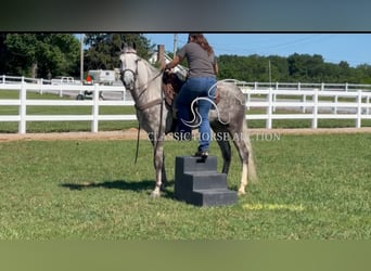 Tennessee walking horse, Caballo castrado, 4 años, 152 cm, Tordo