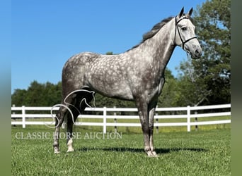 Tennessee walking horse, Caballo castrado, 4 años, 152 cm, Tordo