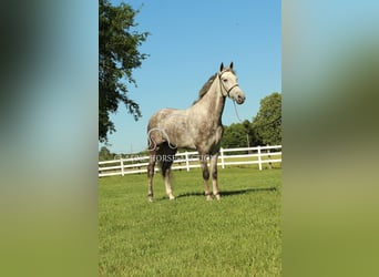 Tennessee walking horse, Caballo castrado, 4 años, 152 cm, Tordo