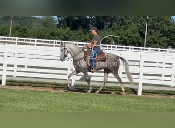 Tennessee walking horse, Caballo castrado, 4 años, 152 cm, Tordo