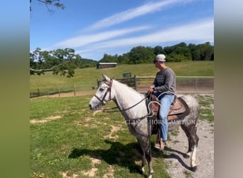 Tennessee walking horse, Caballo castrado, 4 años, 152 cm, Tordo