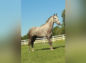 Tennessee walking horse, Caballo castrado, 4 años, 152 cm, Tordo