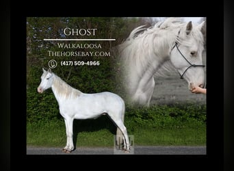 Tennessee walking horse Mestizo, Caballo castrado, 4 años, 152 cm, White/Blanco