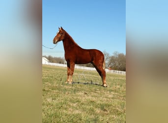 Tennessee walking horse, Caballo castrado, 4 años, 163 cm, Alazán rojizo