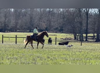 Tennessee walking horse, Caballo castrado, 4 años, 163 cm, Alazán rojizo