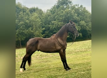 Tennessee walking horse, Caballo castrado, 4 años, 163 cm, Negro