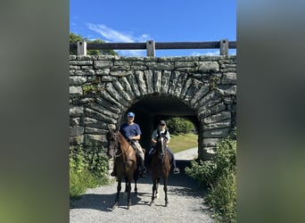 Tennessee walking horse, Caballo castrado, 4 años, 163 cm, Negro