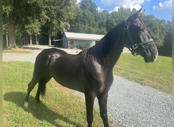 Tennessee walking horse, Caballo castrado, 4 años, 163 cm, Negro