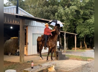 Tennessee walking horse, Caballo castrado, 4 años, 163 cm, Negro