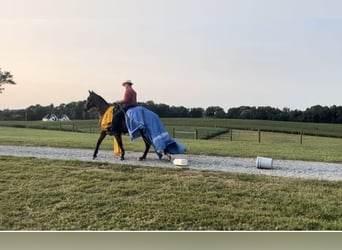 Tennessee walking horse, Caballo castrado, 4 años, 163 cm, Negro