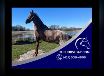 Tennessee walking horse, Caballo castrado, 4 años, 163 cm, Ruano alazán