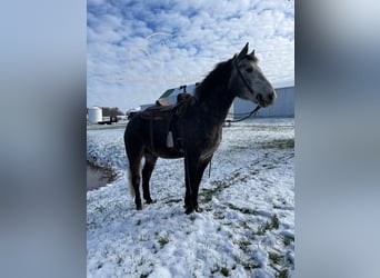 Tennessee walking horse, Caballo castrado, 4 años, 163 cm, Tordo