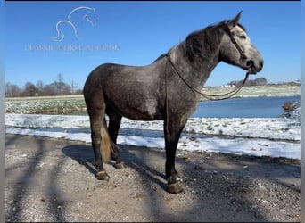 Tennessee walking horse, Caballo castrado, 4 años, 163 cm, Tordo