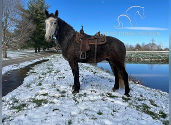 Tennessee walking horse, Caballo castrado, 4 años, 163 cm, Tordo