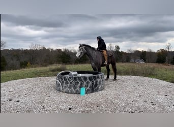 Tennessee walking horse, Caballo castrado, 4 años, 163 cm, Tordo