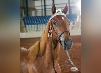 Tennessee walking horse, Caballo castrado, 5 años, 142 cm, Alazán rojizo