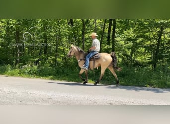 Tennessee walking horse, Caballo castrado, 5 años, 142 cm, Buckskin/Bayo