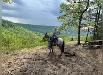 Tennessee walking horse, Caballo castrado, 5 años, 142 cm, Castaño rojizo