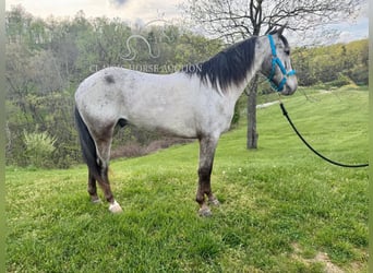 Tennessee walking horse, Caballo castrado, 5 años, 142 cm, Castaño rojizo