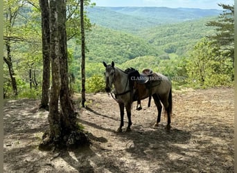 Tennessee walking horse, Caballo castrado, 5 años, 142 cm, Castaño rojizo