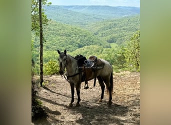 Tennessee walking horse, Caballo castrado, 5 años, 142 cm, Castaño rojizo