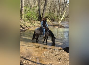 Tennessee walking horse, Caballo castrado, 5 años, 142 cm, Castaño rojizo