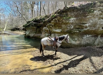 Tennessee walking horse, Caballo castrado, 5 años, 142 cm, Castaño rojizo