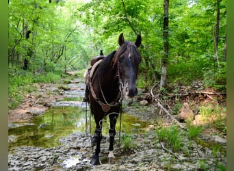 Tennessee walking horse, Caballo castrado, 5 años, 142 cm, Negro