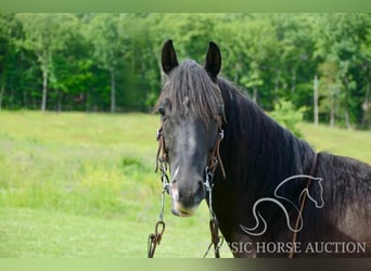 Tennessee walking horse, Caballo castrado, 5 años, 142 cm, Negro