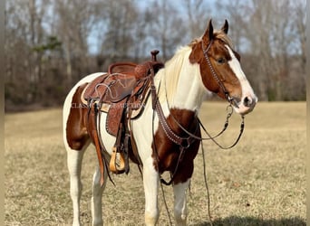 Tennessee walking horse, Caballo castrado, 5 años, 142 cm, Tobiano-todas las-capas