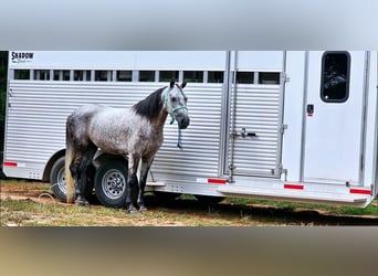 Tennessee walking horse, Caballo castrado, 5 años, 142 cm, Tordo