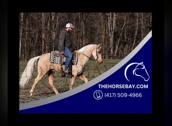 Tennessee walking horse, Caballo castrado, 5 años, 150 cm, Palomino