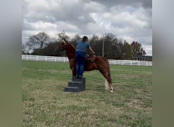 Tennessee walking horse, Caballo castrado, 5 años, 152 cm, Alazán rojizo