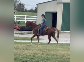 Tennessee walking horse, Caballo castrado, 5 años, 152 cm, Alazán rojizo