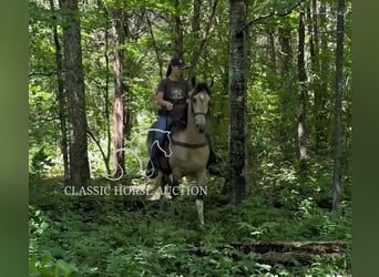 Tennessee walking horse, Caballo castrado, 5 años, 152 cm, Buckskin/Bayo
