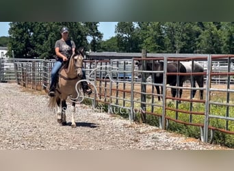 Tennessee walking horse, Caballo castrado, 5 años, 152 cm, Buckskin/Bayo