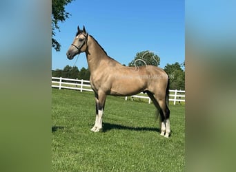 Tennessee walking horse, Caballo castrado, 5 años, 152 cm, Buckskin/Bayo