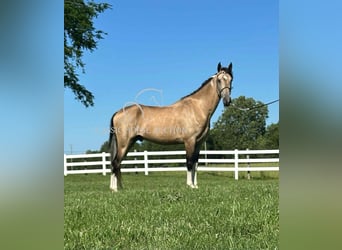 Tennessee walking horse, Caballo castrado, 5 años, 152 cm, Buckskin/Bayo